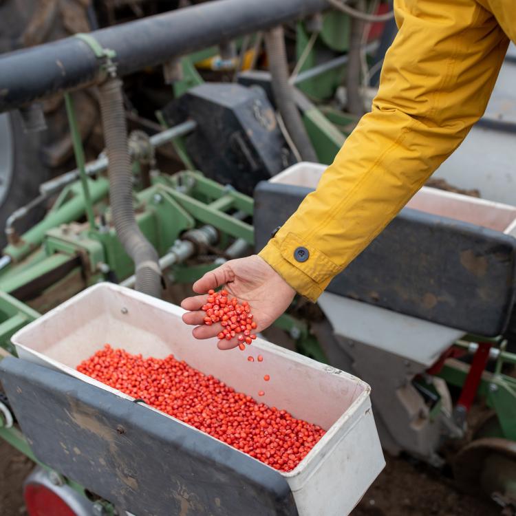  Open hand pouring coated seeds into a seed drill farm implement